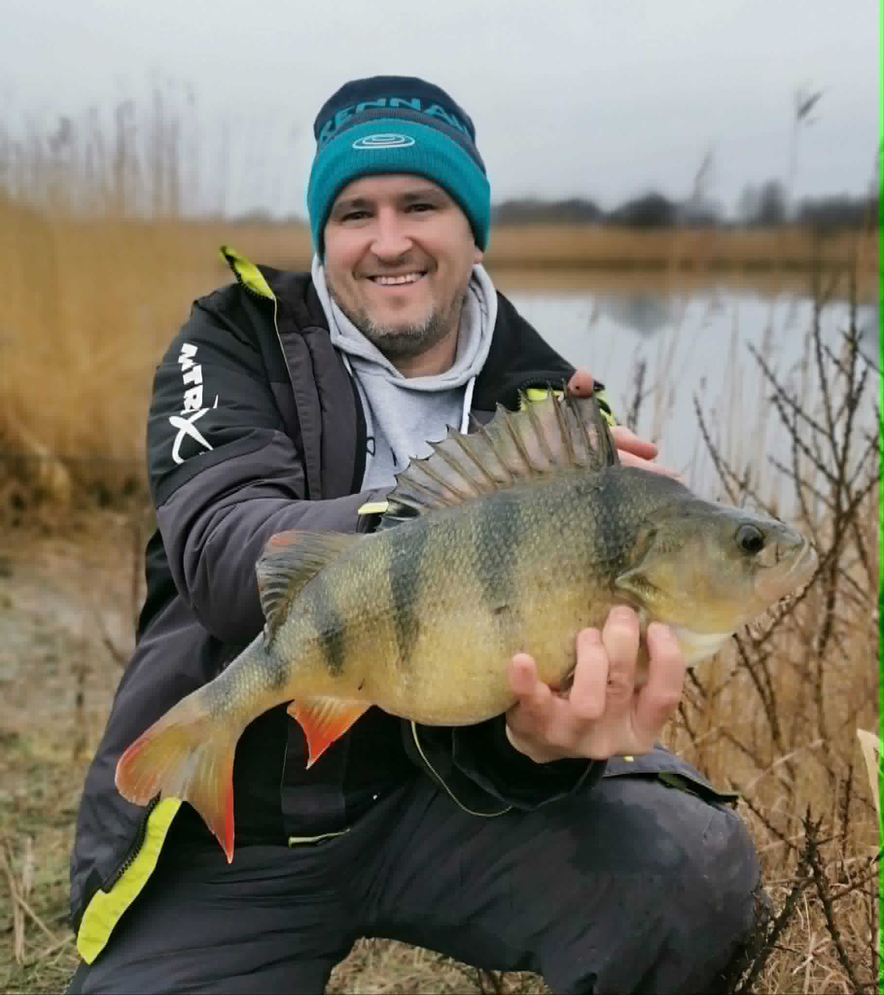 Perch from winter reeds